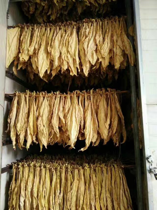 煙草烘烤電磁加熱 煙草烘烤電磁加熱